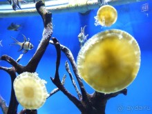 ОАЭ в октябре. Самостоятельное путешетсвие 2х взрослых и ребенка 1,9 года. 