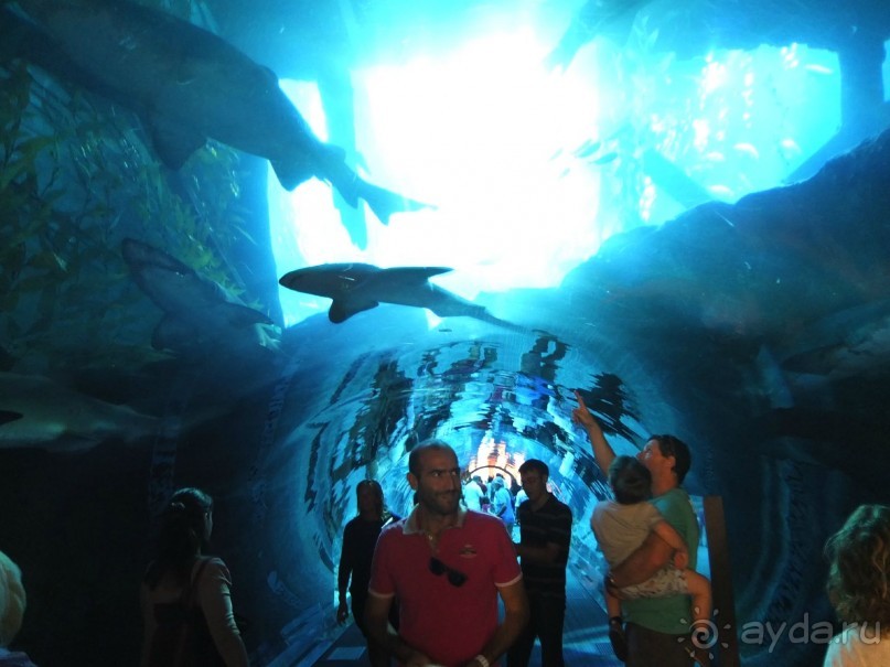 ОАЭ в октябре. Самостоятельное путешетсвие 2х взрослых и ребенка 1,9 года. 