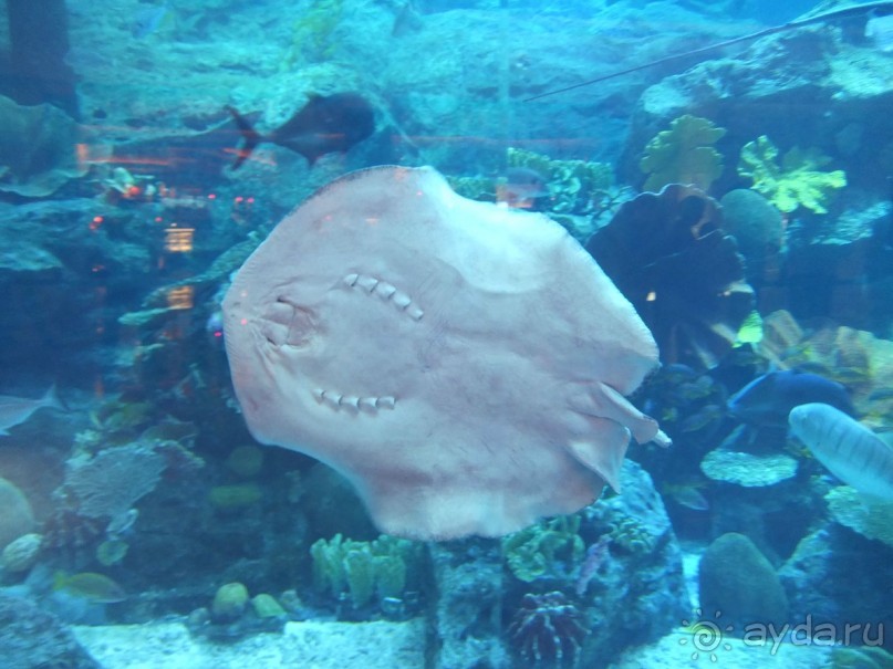 ОАЭ в октябре. Самостоятельное путешетсвие 2х взрослых и ребенка 1,9 года. 