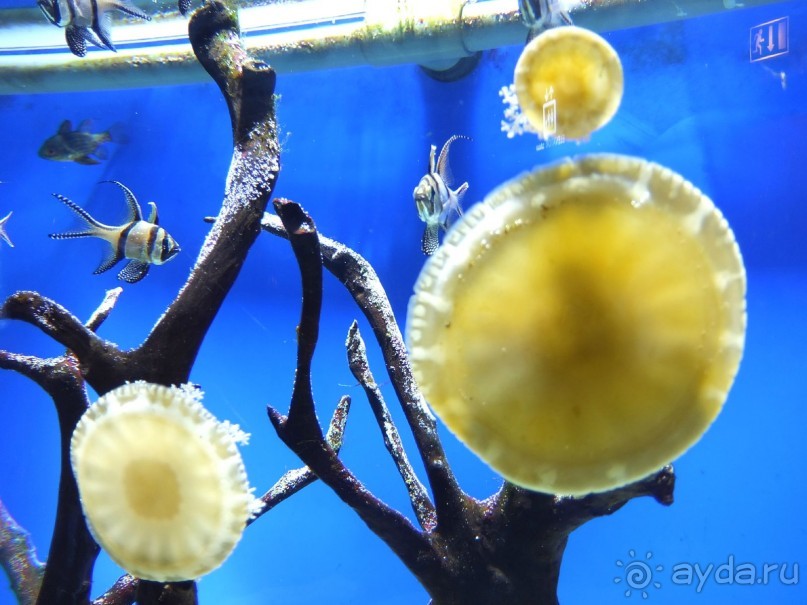 ОАЭ в октябре. Самостоятельное путешетсвие 2х взрослых и ребенка 1,9 года. 