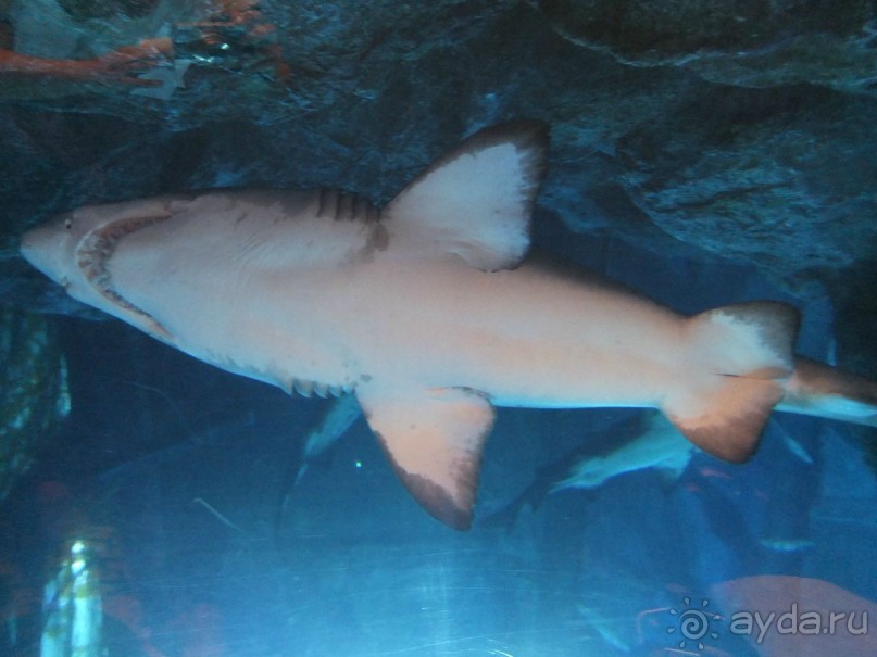 ОАЭ в октябре. Самостоятельное путешетсвие 2х взрослых и ребенка 1,9 года. 