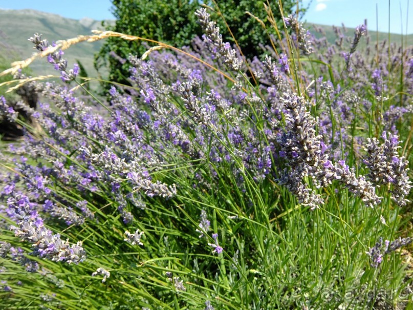 Наша Черногория. Свети Стефан