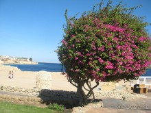 фото Bel Horizon