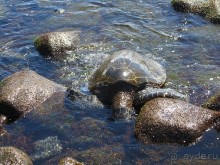 Круиз на Гавайи.