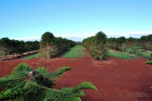 Круиз на Гавайи.