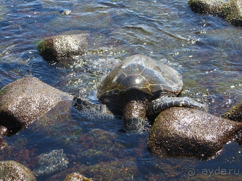 Круиз на Гавайи.