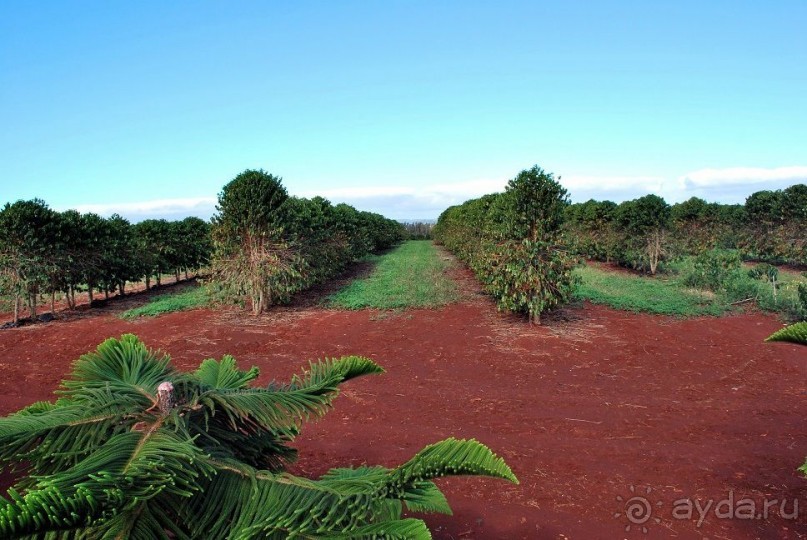 Круиз на Гавайи.