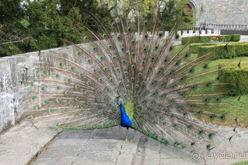 Чехия (Замки Орлик, Звиков, Конопиште и Глубока-над-Влтавой) 