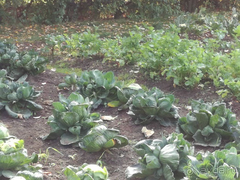 Botanicus - средневековая деревня и ботсад в 30 км от Праги