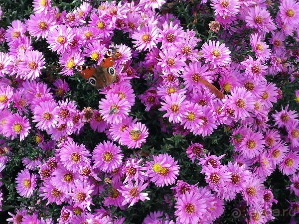 Botanicus - средневековая деревня и ботсад в 30 км от Праги