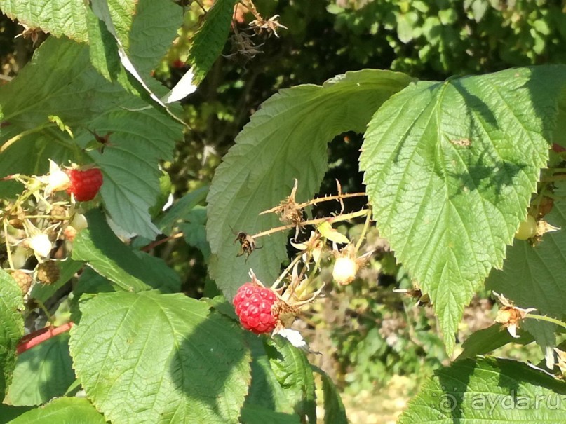 Botanicus - средневековая деревня и ботсад в 30 км от Праги