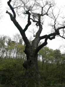 Весенние дороги в Чехии: каменный столб и тысячелетний дуб Перуц