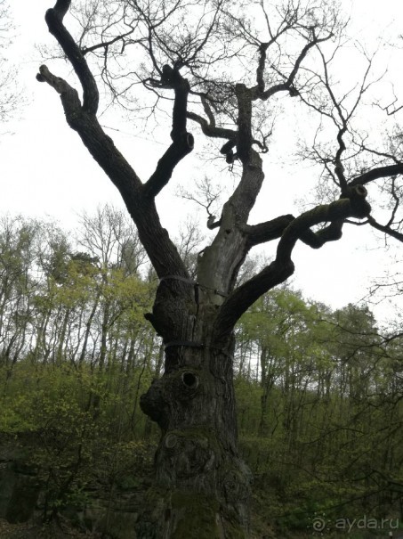 Весенние дороги в Чехии: каменный столб и тысячелетний дуб Перуц