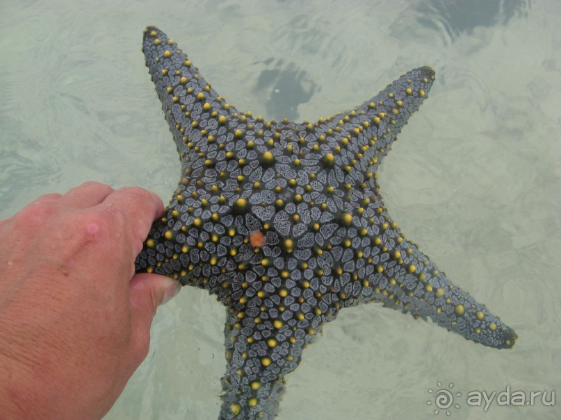 Здесь не говорят по русски