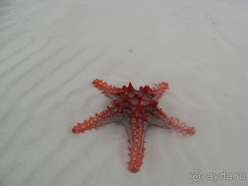 Здесь не говорят по русски