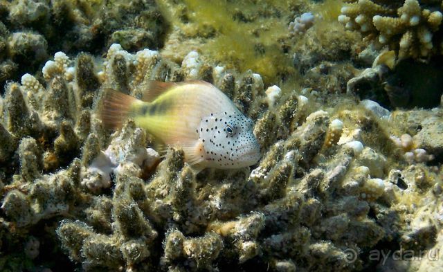 фото Al Nabila Grand Makadi