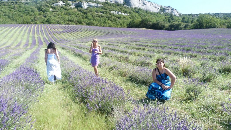Лавандовые поля в Провансе !