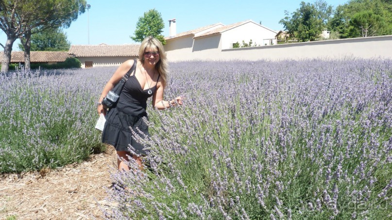 Лавандовые поля в Провансе !