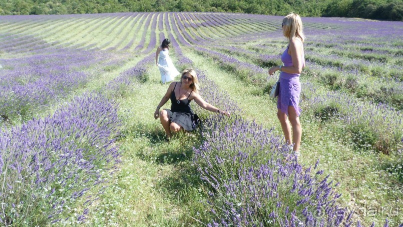 Лавандовые поля в Провансе !