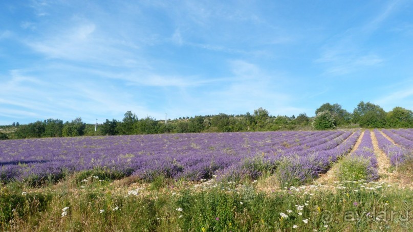 Лавандовые поля в Провансе