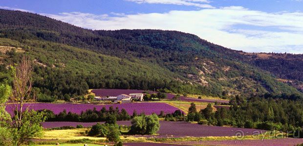 Лавандовые поля в Провансе