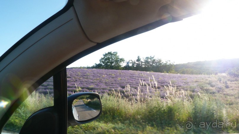 Лавандовые поля в Провансе