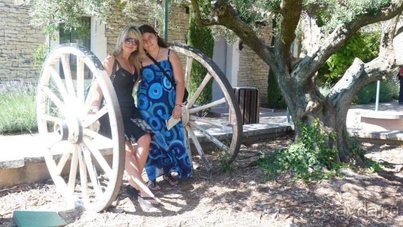 Лавандовые поля в Провансе