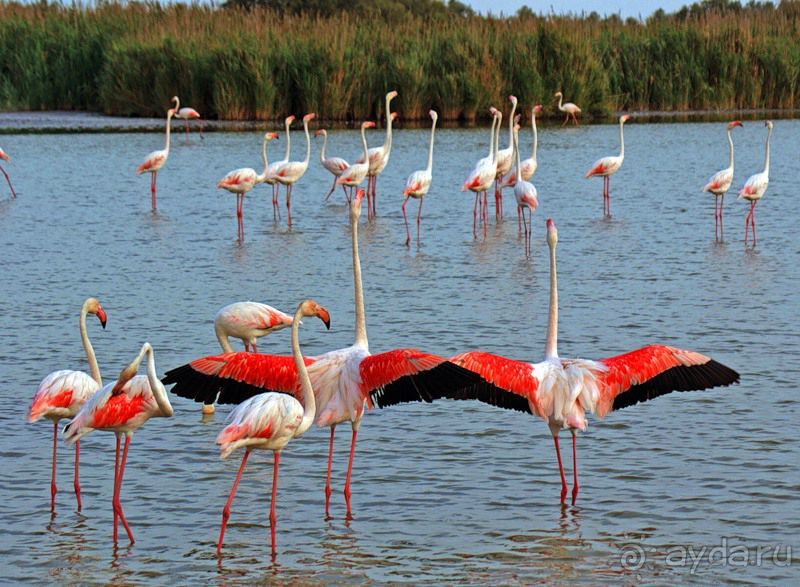  « Уникальный  калейдоскоп  путешествий  на  Юге     Франции » 