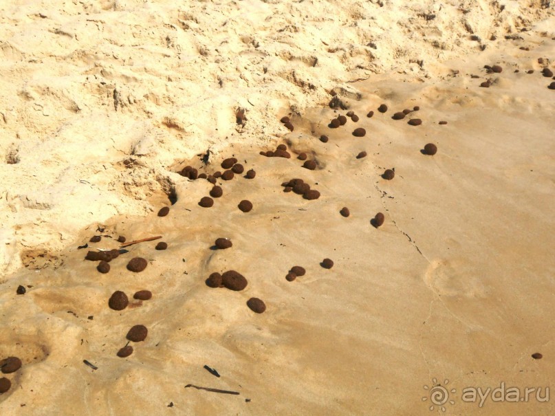 А это оставили верблюды