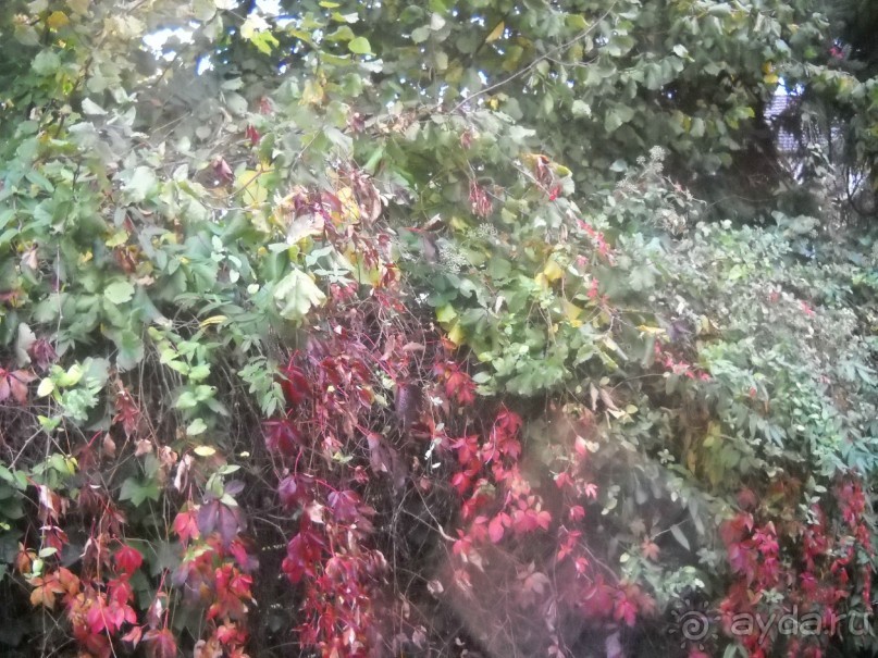                Мой   шаг в ....Швейцарию!