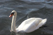                Мой   шаг в ....Швейцарию!