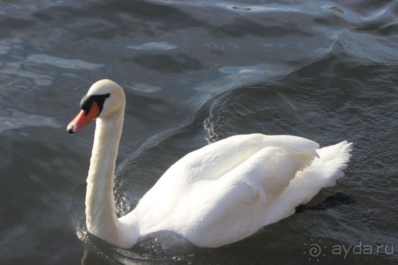 Вода в Цюрихском озере очень чистая, никаких сточных вод! Часть этой воды используется после дополнительной очистки как питьевая. Очень много лебедей!