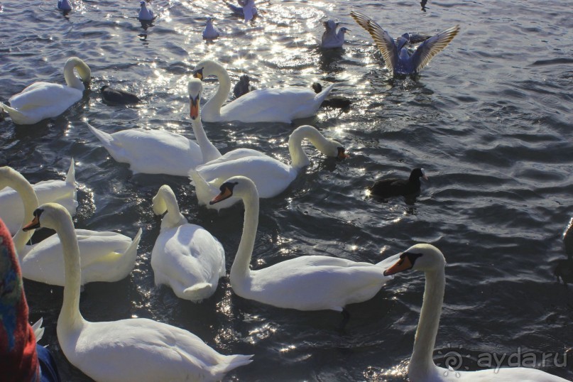                Мой   шаг в ....Швейцарию!