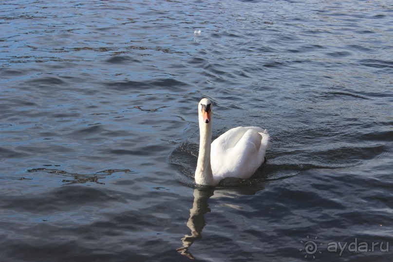                Мой   шаг в ....Швейцарию!