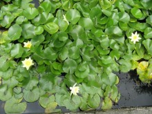 Минусы отдыха в Абхазии