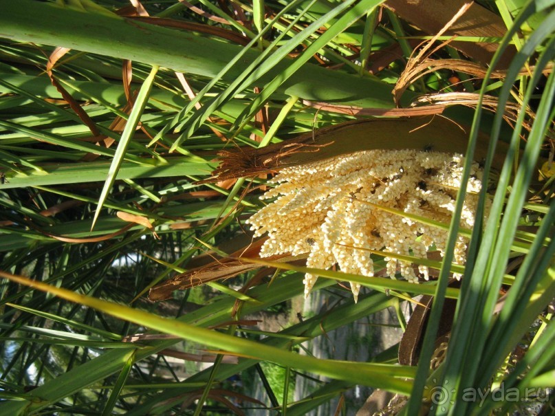 Минусы отдыха в Абхазии