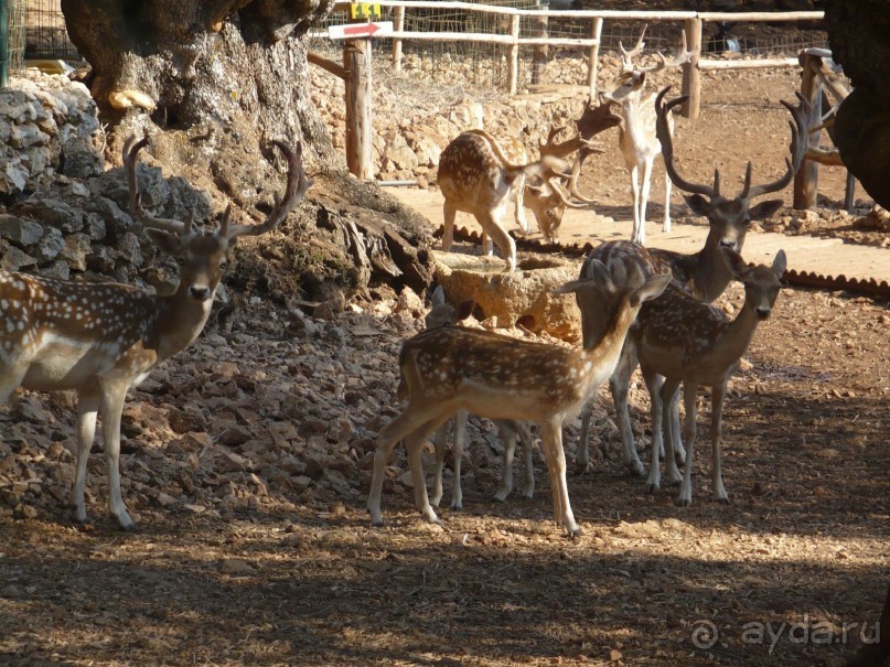 Путешествие по Закинфу