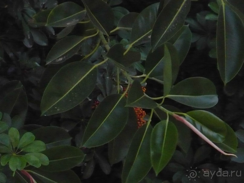 Приличный отель