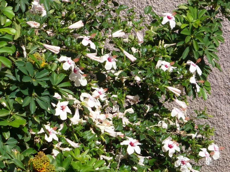 Приличный отель