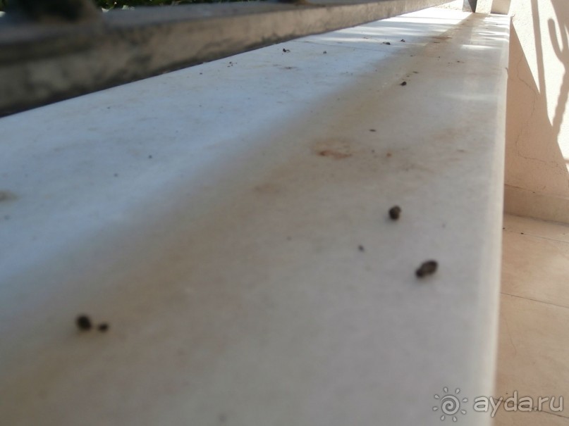 фото Tortuga Bay Puntacana Resort & Club