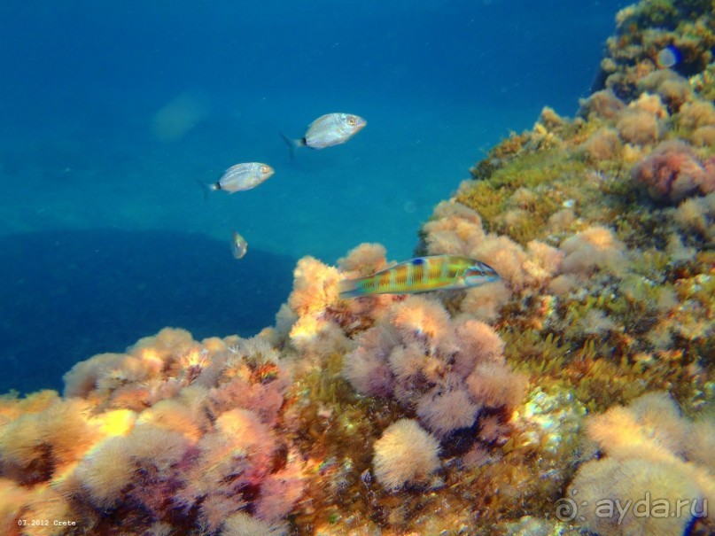 И снова Крит!