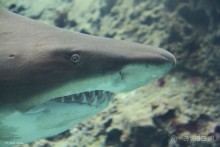 И снова Крит!