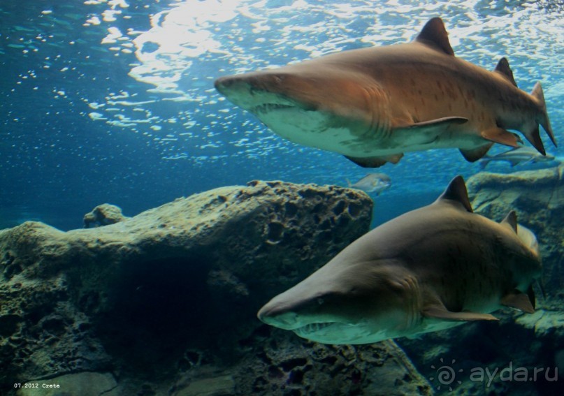 И снова Крит!