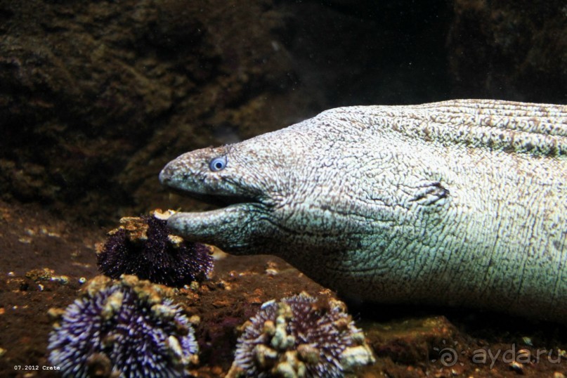 И снова Крит!