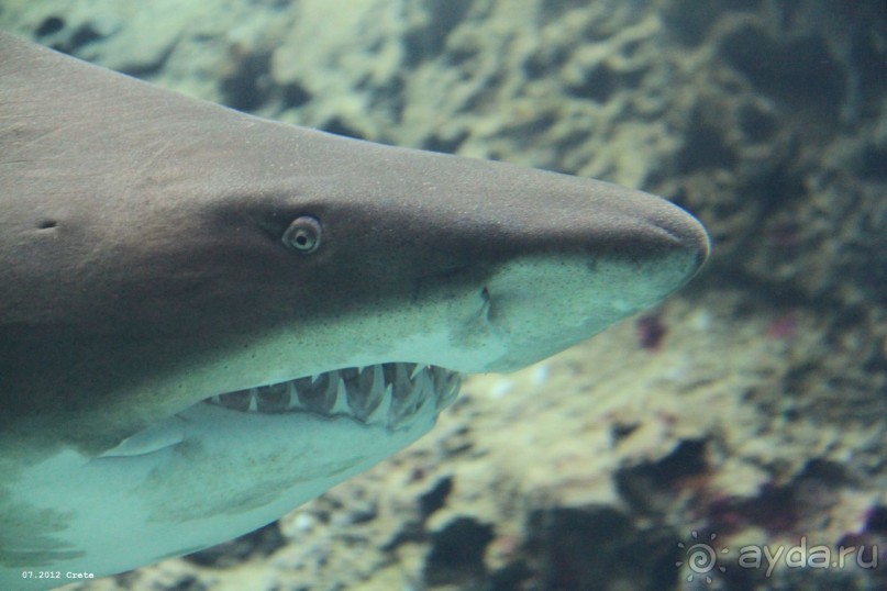 И снова Крит!