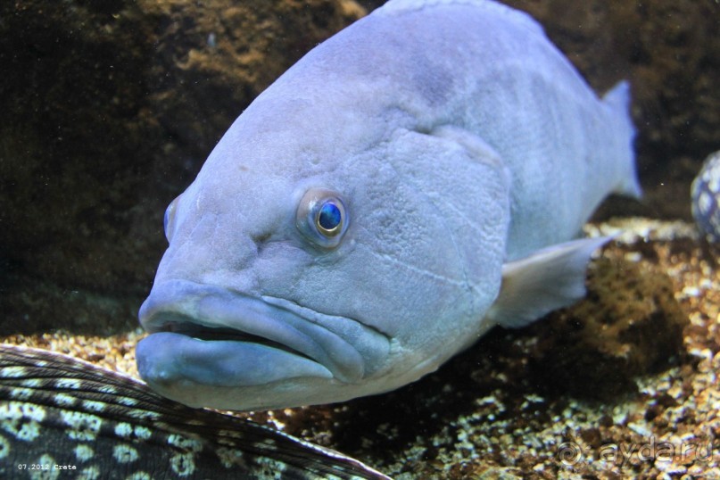 И снова Крит!