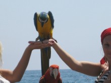 приличный бюджетный вариант