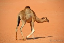 фото Golden Tulip Anezi Agadir