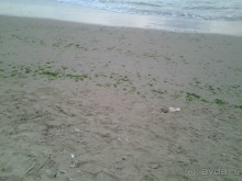 "Нимфа" - бомжатник!