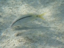 фото Victorian house